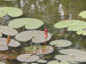 Lotus plants growing outside Banteay Srei temple Lotus plants growing outside Banteay Srei temple