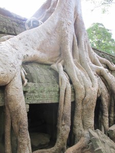Ta Prohm Temple Ta Prohm Temple