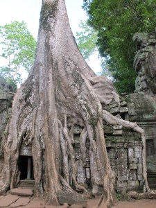 Ta Prohm Temple