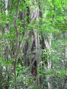 Kbal Spean-tree vines