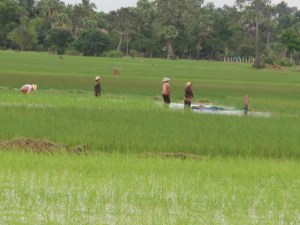 Khmer women working in padi fields