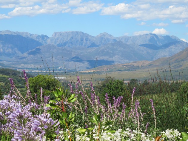 Table Mountain view across the Vineyard